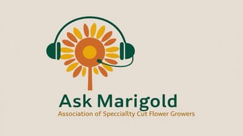 Ask Marigold - ASCFG